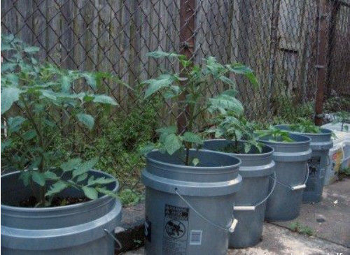 5 galões de recipientes de balde de plástico para plantação de jardim de vegetais